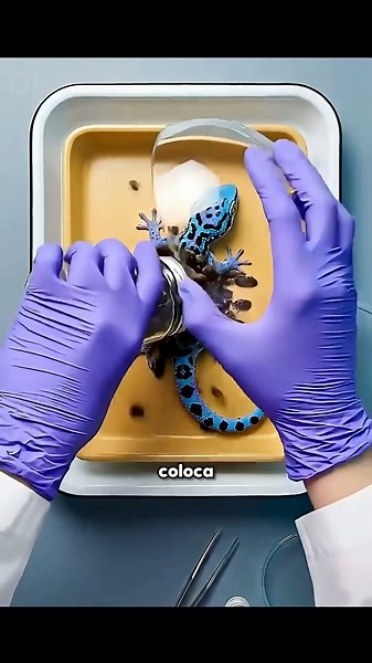 El secreto de los esqueletos de museo 😱 ¡Proceso real!