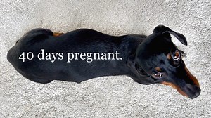 29K views · 1.5K reactions | Coco 40 days pregnant. | Loulou & Friends | Facebook