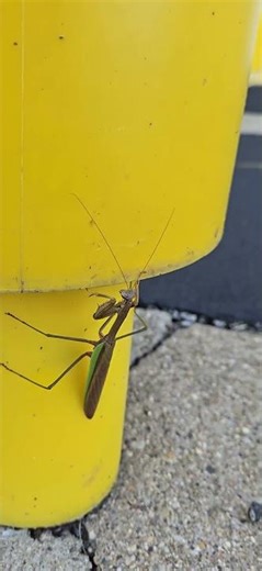 Chinese mantis
