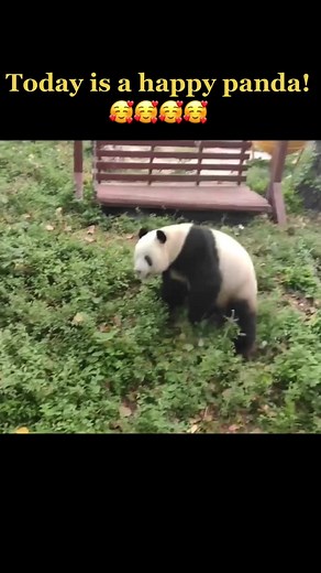 Happy Panda Meme Compilation - Laugh Out Loud! 🐼😂