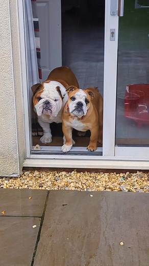 I'm sure my dogs are trolling me 😅 #BulldogPabs | BulldogPabs