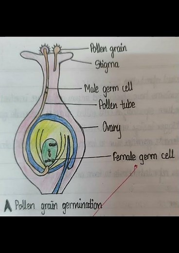 Class 10 | Science | Ch -8 How do organisms reproduce? Diagrams | Biology | Ncert
