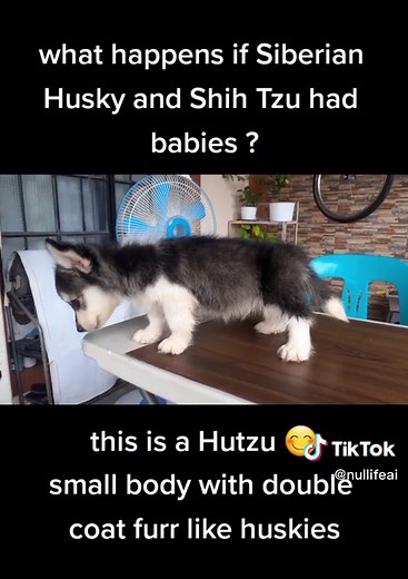 Hutzu - The Adorable Mix of Husky and Shih Tzu