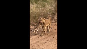 Lioness carries cub along safari road in Nairobi National Park, Nairobi, Kenya