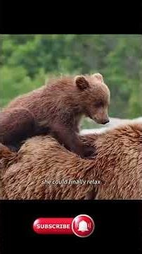 Title ;;;Mother Bear’s Brave Fight to Save Her Cubs 🐻💔 | Emotional Survival Story in Alaska