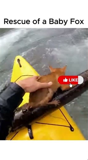 Rescue of a Baby Fox #animals #wildlife