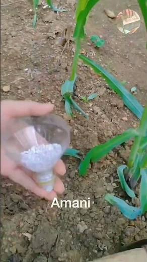 artificial fertilization | Techniques of Artificial Fertilization