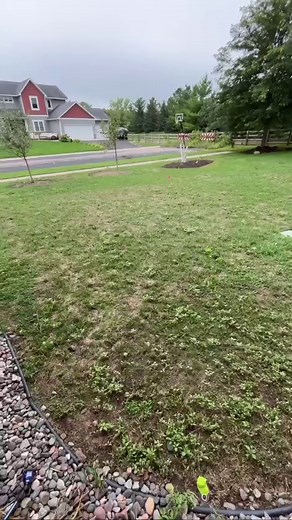 1 MONTH AFTER SEEDING ⤵️ We dethatched and core aerated this yard with multiple passes to get this yard to a decent foundation that it deserved in order to lay some seed. We used the Sun & Shade Mix from Twin City Seed for a perfect combination of elite Tall Fescue, Kentucky Bluegrass, Perennial Ryegrass, and Fine Fescue cultivars to tolerate the shady parts of this yard. This mix also is perfect for its location and is a drought tolerant option that is great for both sun and shade - Hence the n