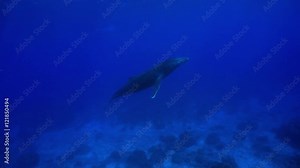 A humpback whale underwater, Megaptera novaeangliae, south Pacific ocean, Rurutu, Austral islands, French Polynesia