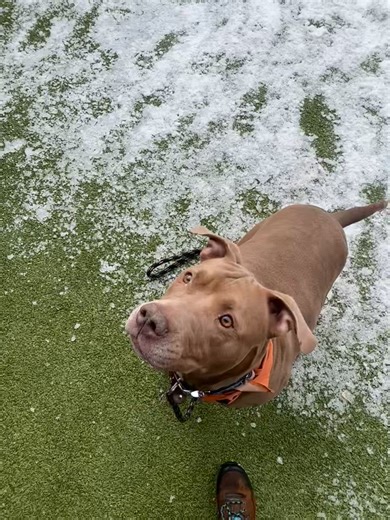 Humane Society for Hamilton County (Indiana) on Reels