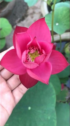 3 beautiful types of lotus flowers
