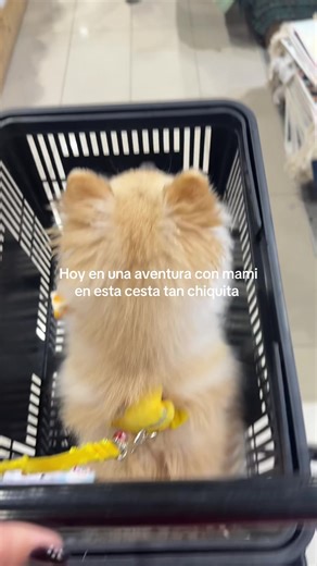 JAJAJAJA toda una experiencia para ambos #pomeranian #fyp #puppy #perros #cachorros