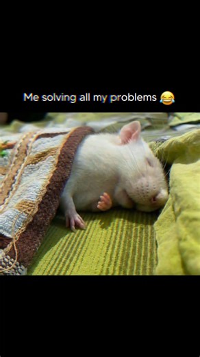 me solving all problems 🤣🤣 #bestfeed #explore #funnyimages #funnymemes #funnymemes #funny #funpost