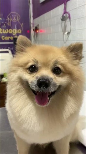 fresh cut ,fresh mood #petgrooming #dog #doggroom #pomeranian