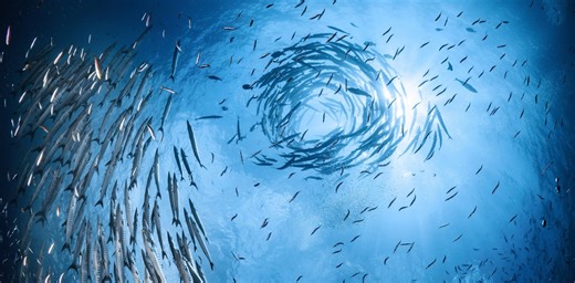 L’intelligence en essaim, de la nature aux algorithmes