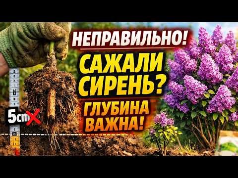 Почему сирень не цветет? Секрет агронома, который заставит цвести даже «пустой» куст.