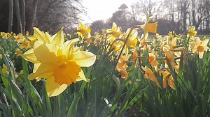 Dear all, Eastertime is daffodil time in the enchanted forests in the North of Scotland. Bathing in a forest of daffodils and seeing them dance in the wind and sunshine at the weekend was a magical experience. Please enjoy two minutes of birdsong, sunlight, wind and a sea of yellow and orange flowers gently swaying in the breeze. While I was looking for the daffodils I met a little girl and we talked about the Easter bunny hiding chocolate eggs, which she didn't believe in. Then she became serio