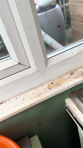 Cleaning a Lean-To: Tips and Tricks for a Fresh Space