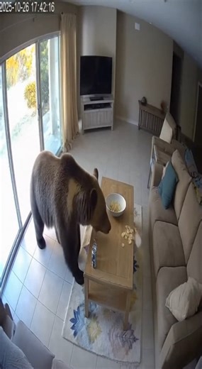 5.6K views · 38 reactions | This is one of the most watched animal...