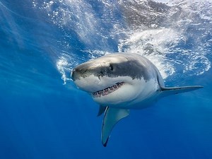 Shark Near Lobster Boat In Plymouth Prompts Beach Closures