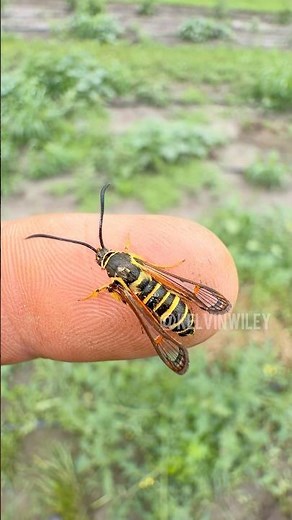 Looks Like a Yellowjacket, But It's Actually a…