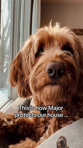 Major the Doodle: Fierce Home Protector
