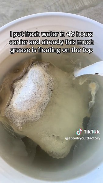 This cow skull was very sun-bleached and i didnt think degreasing was needed, I put it in soapy water to unalive any bugs that were inside and saw that it actually does need some degreasing work done #animalbones #vultureculture #bones #odditiesandcuriosities #bonecollector #odditytok #animalskull #cowsoftiktok