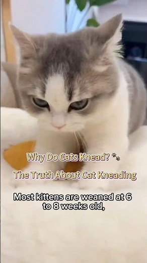 What It Means When Cats Knead on You | Cat Behavior Explained #CatBehavior #CatKneading