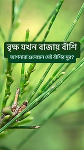 বৃক্ষ যখন বাজায় বাঁশি। #whistlingtree #Casuarina_equisetifolia #botany #coastalsheoak #horsetailsheoak #ironwood #beachsheoak #wildlife #beachcasuarina #AustralianPine #Casuarinaceae #lifesciences #jhau #nature #taxonomy #ঝাউ #পবনঝাউ #সৈকতঝাউ | Md Azharul Islam Khan