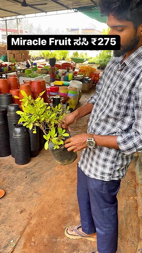 1.3M views · 10K reactions | Miracle fruit ಸಸಿ ₹275 #reelsfb #trendingreels #reelsviral | Mangalore-recipes | Facebook