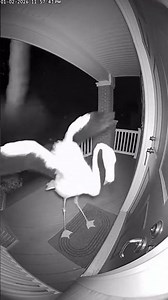 Doorbell Cam: Flamingo vs. Tornado Caught on Camera! 🌪️🦩