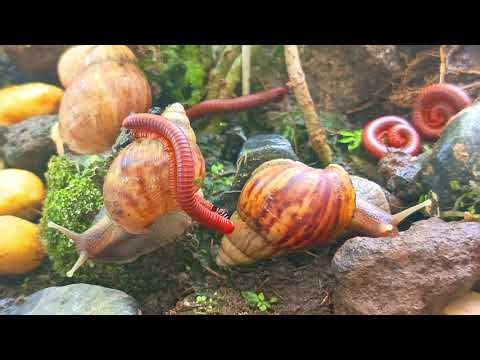 Snail Slime & Millipede Legs : Nature's Strangest Gathering #Snail ​#Nature ​#Wildlife #OddCouple