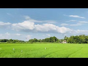 Paddy Field in Sri Lanka