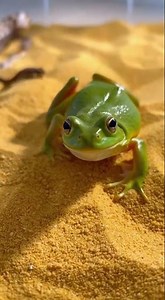 Frog vs Snake — Deadly Predator Clash | Intense Wildlife Encounter