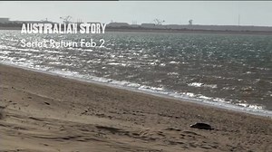 10K views · 343 reactions | The Flatback Turtle lives and breeds within one of the busiest shipping ports in the world. When the town’s Mayor, Kelly Howlett, realised their numbers were declining she commissioned Dof Dickinson to make a documentary, with unexpected results... | Australian Story | Facebook