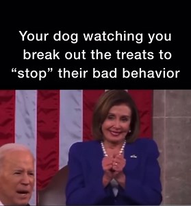 986K views · 10K reactions |  if you know you know If you’re truly ready to stop your dog’s bad behavior AND train what you do want, we have virtual courses to help you get the dog of your dreams  Academy.solidk9training.com | Solid K9 Training | Facebook