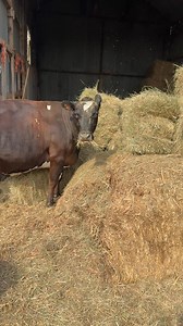 10K views · 909 reactions | Widget our rescue cow on quality control with the hay we are bringing in | Caenhill Countryside Centre | Facebook