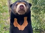 Delightful sun bear standing on back legs at Paradise Wildlife Park