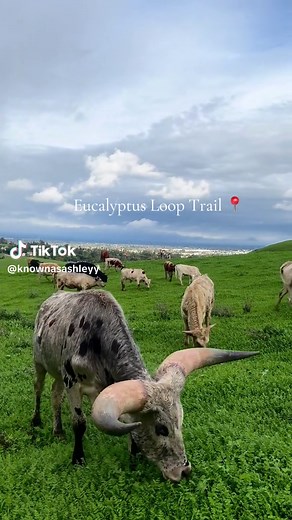 Explore the Eucalyptus Loop Trail in Chino Hills