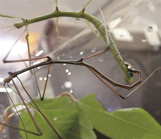 Sex as a formality: Study shows male stick insects have lost their reproductive function – Lifeboat News: The Blog