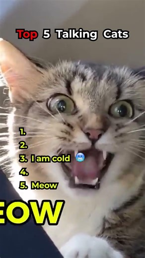 Top 5 talking cats 🐱