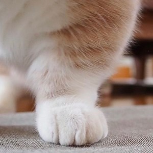 宇智波霸拿鐵 - Twitch