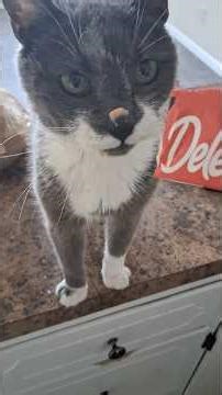 Spats is an indoor happy Cat! #Comedy #Cat #abandonedcat