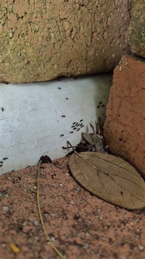 while you do nothing ants always do something.