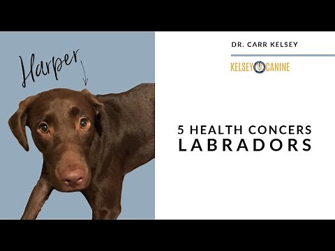 5 Health Concerns For Labrador Retrievers