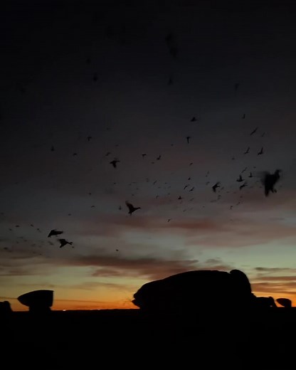 You got ducks in Texas? Just a few 🤣 #divebombindustries #divebomb #ducks