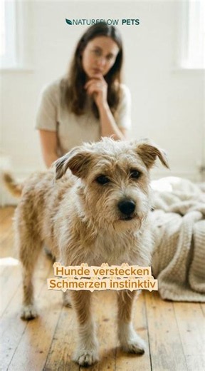 Gelenkprobleme ab 3 Jahren?! Warum du nicht warten solltest, bis dein Hund humpelt!