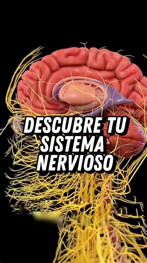 12K views · 653 reactions | ¿Sabías que puedes controlar tu sistema nervioso con algo tan simple como tu respiración? Mi misión es enseñarte a dominar una de tus mejores herramientas, la respiración. Cuando aprendes a respirar correctamente, puedes regular tu sistema nervioso y transformar tu bienestar físico y emocional. Créditos del vídeo: @sciepro.official #respiracion #bienestar #salud #estrés | Medita por el mundo | Facebook