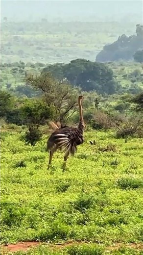 A strange sound stopped them in their tracks 😮 | African wilderness moment