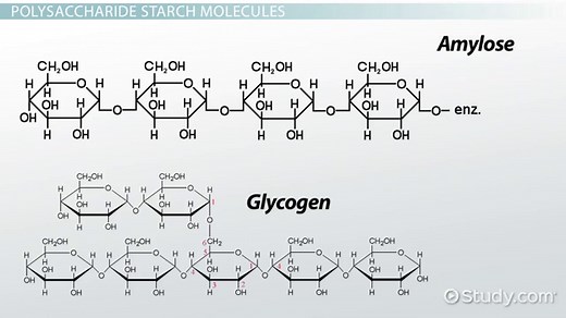 Polysaccharide | Definition, Types & Examples